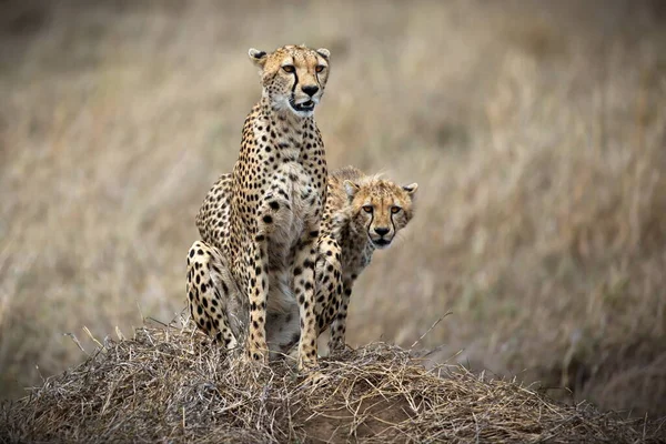 Ghepardo Nella Savana Kenya — Foto Stock