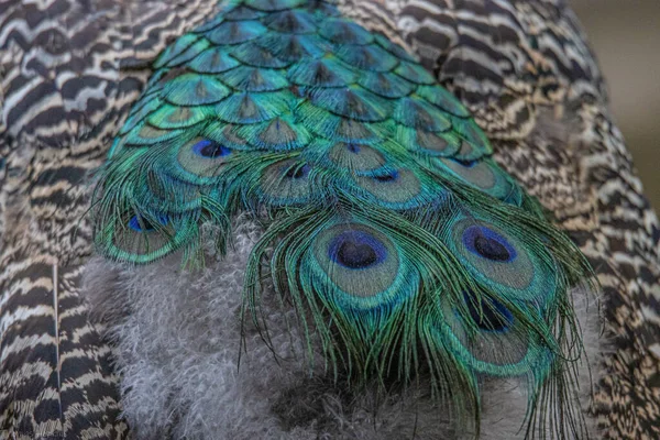 Peacock Feather Close — Stock Photo, Image