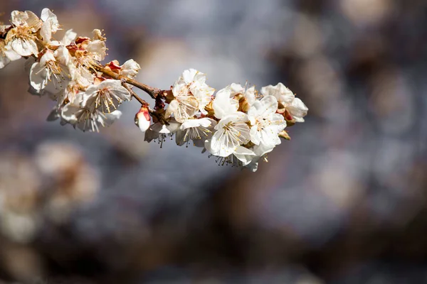 Hermosas Flores Jardín — Foto de Stock