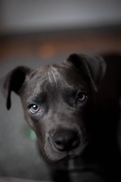 Close Portrait Cute Dog — Stock Photo, Image