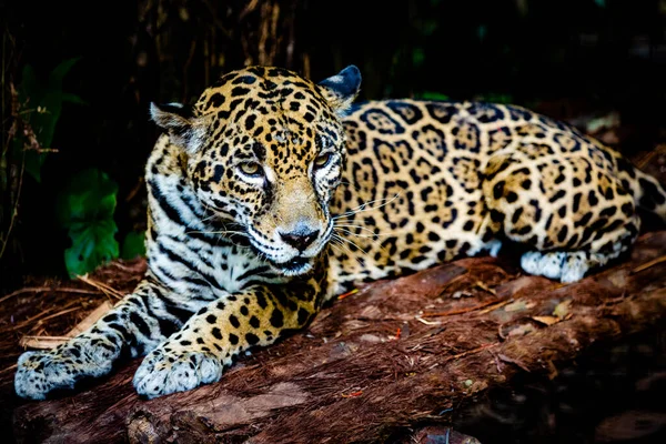 Leopardo Zoológico — Foto de Stock