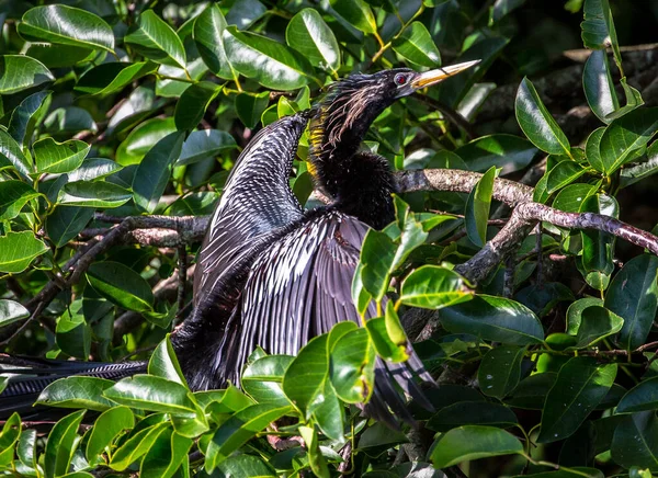 Belo Tiro Pássaro Jovem Habitat Natural — Fotografia de Stock