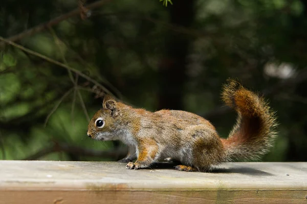 Squirrel Tree — Stock Photo, Image