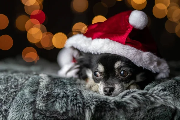 Χαριτωμένο Σκυλί Santa Claus Καπέλο Στο Φόντο Των Χριστουγέννων — Φωτογραφία Αρχείου