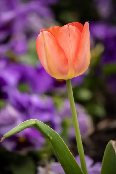 Красивый Розовый Тюльпан Саду — стоковое фото