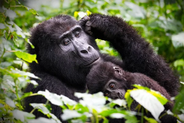 Fekete Gorilla Erdőben — Stock Fotó