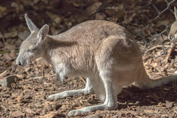 Hayvanat Bahçesinde Kanguru — Stok fotoğraf