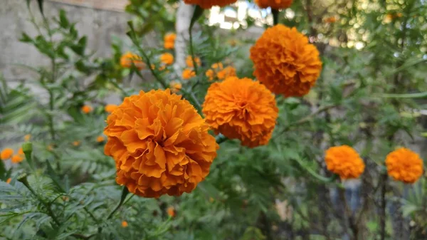 Oranžový Měsíček Květiny Zahradě — Stock fotografie