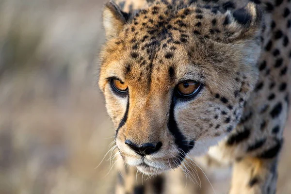 Gepard Divoké Africké Savaně — Stock fotografie