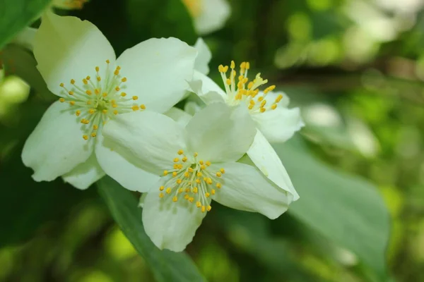 White Flowers Tree Garden — Stock Photo, Image