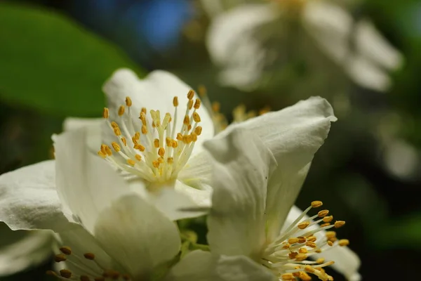 花园里的白花 — 图库照片