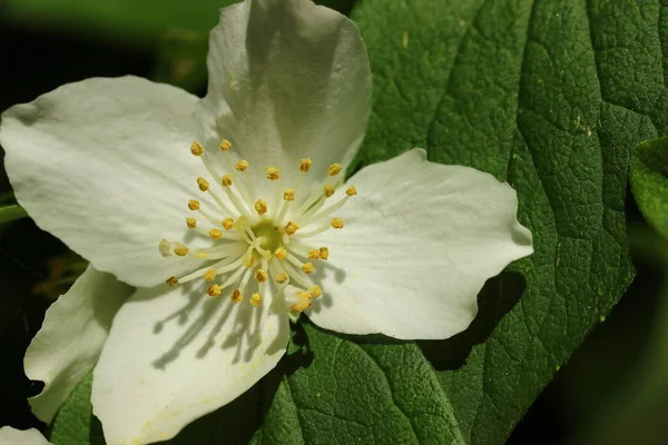 Білі Квіти Дерева — стокове фото