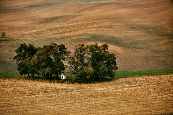 Вид Сільський Пейзаж Полем Пшениці Трактором — стокове фото