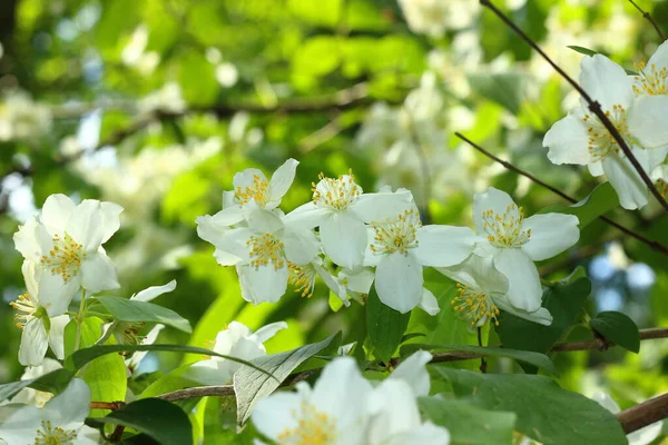 春にリンゴの木の白い花 — ストック写真