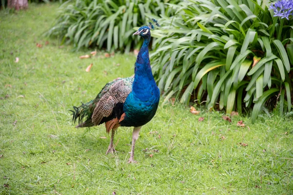 Beautiful Peacock Feather Park — Stock Photo, Image