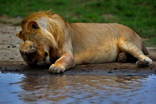 León Zoológico — Foto de Stock