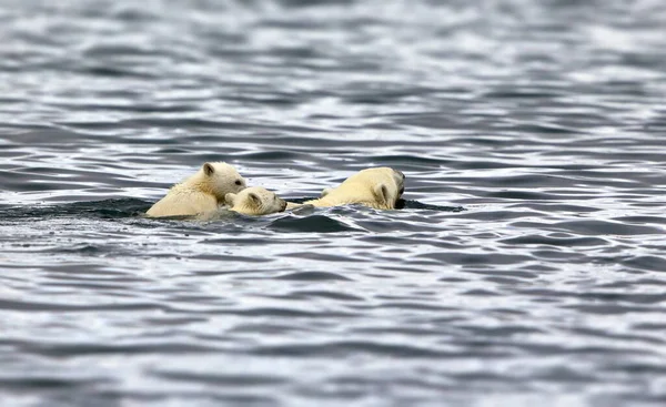 Beyaz Ördek Suda Yüzüyor — Stok fotoğraf