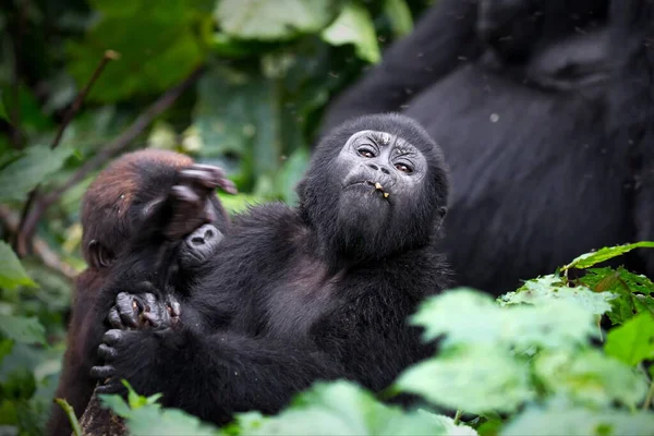 Egy Fekete Fehér Portré Egy Fiatal Csimpánzról — Stock Fotó