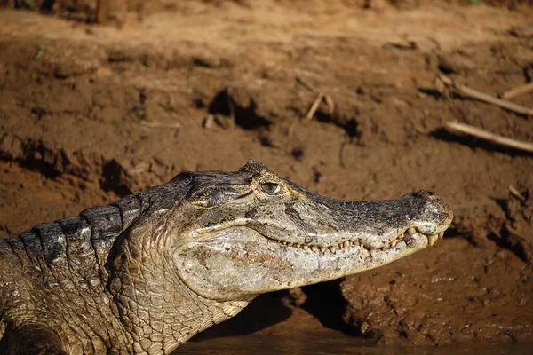 Crocodile Dans Eau — Photo