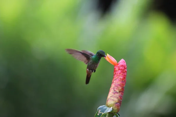 Primo Piano Bellissimo Colibrì — Foto Stock