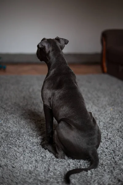 Netter Hund Auf Dem Boden — Stockfoto