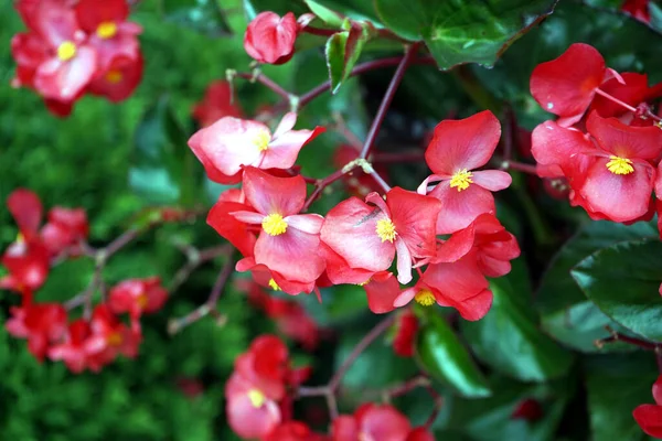 Beautiful Flowers Garden — Stock Photo, Image