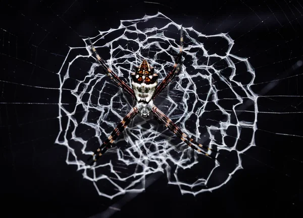 黑色背景上的蜘蛛网 — 图库照片