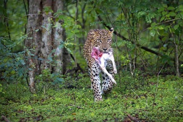 Leopardo Nell Erba Nel Parco Nazionale Del Kruger Sud Africa — Foto Stock