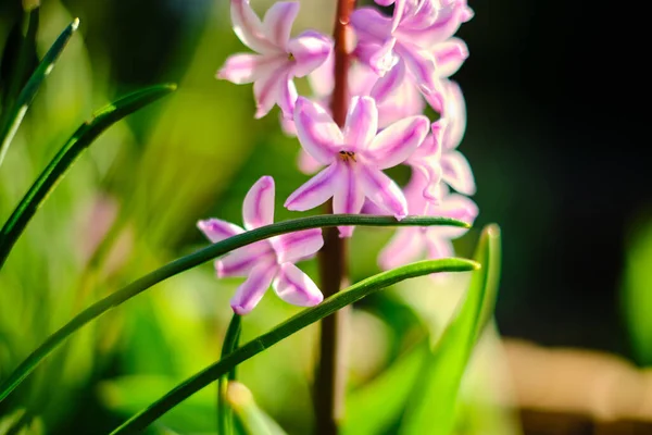庭の美しい紫色の蘭の花 — ストック写真