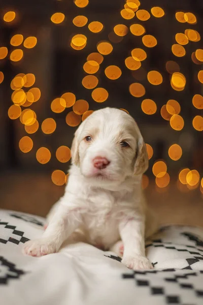 Χαριτωμένο Σκυλάκι Χριστουγεννιάτικες Διακοσμήσεις — Φωτογραφία Αρχείου