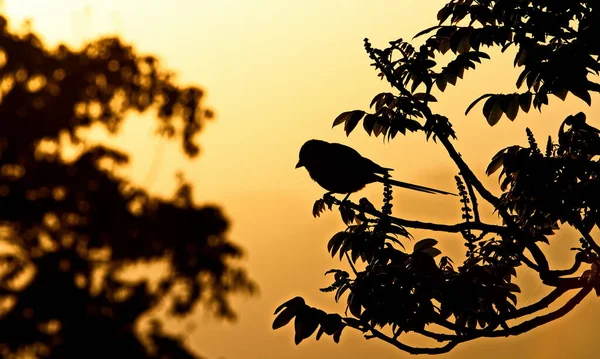 Silhueta Uma Árvore Com Pássaro Fundo Pôr Sol — Fotografia de Stock