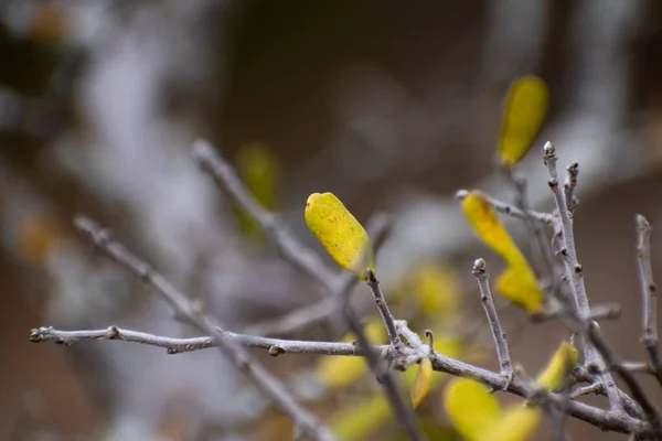 Árbol Primavera Con Hojas Amarillas —  Fotos de Stock