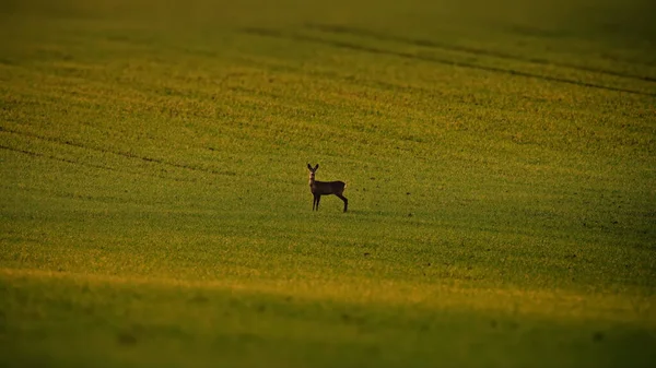 Ein Schöner Schuss Von Einem Hirsch Auf Dem Feld — Stockfoto