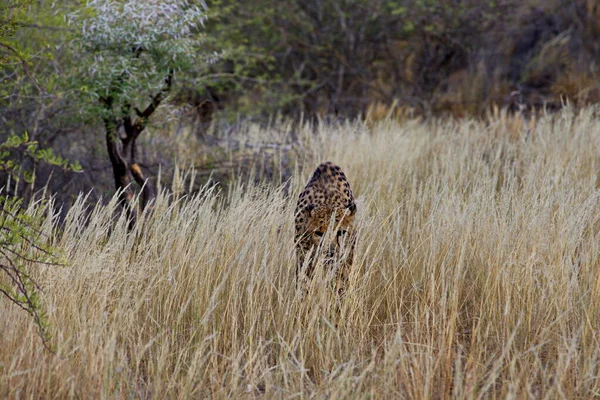Леопард Траві — стокове фото
