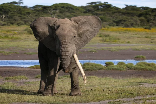 Kenya Savanındaki Afrika Fili — Stok fotoğraf