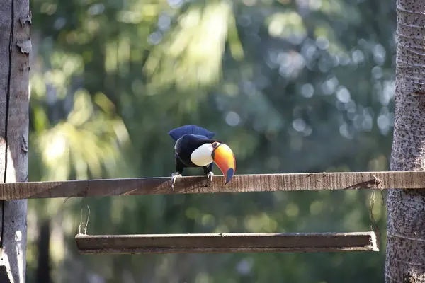 Uccello Nello Zoo — Foto Stock