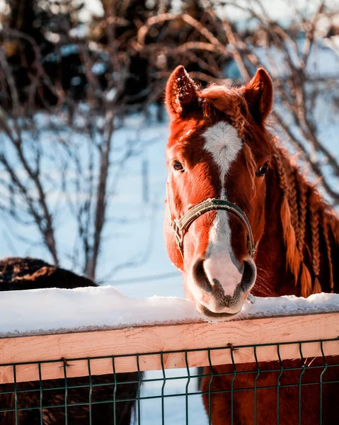Horse Snow — Stock Photo, Image