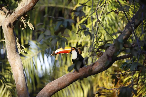 Pájaro Está Sentado Una Rama Árbol —  Fotos de Stock