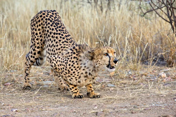 ケニアのサバンナでのチーター — ストック写真