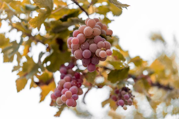 Uvas Vinha — Fotografia de Stock