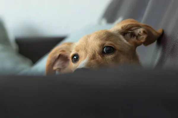 Mignon Chien Couché Sur Canapé — Photo