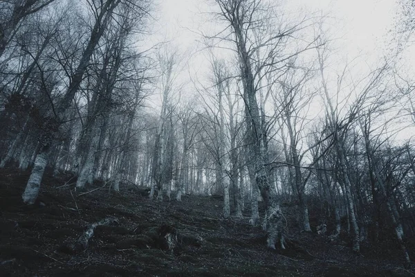 雾中的雾林 — 图库照片