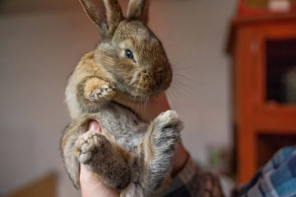 檻の中の可愛いウサギ — ストック写真