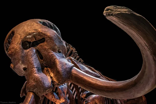 Close Skeleton Skull — стоковое фото