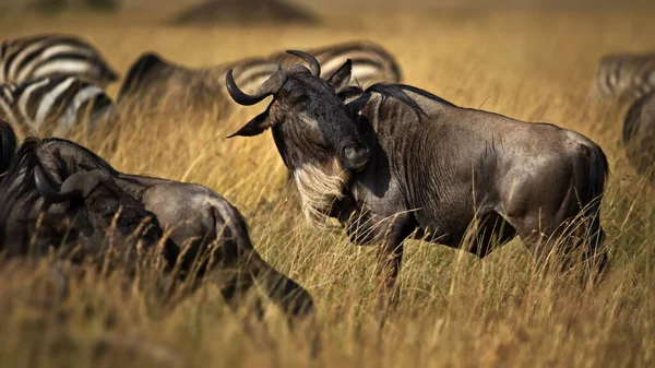 Bufalo Africano Nella Savana — Foto Stock