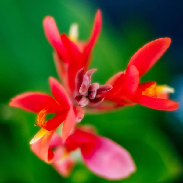 Belle Fleur Rouge Dans Jardin — Photo