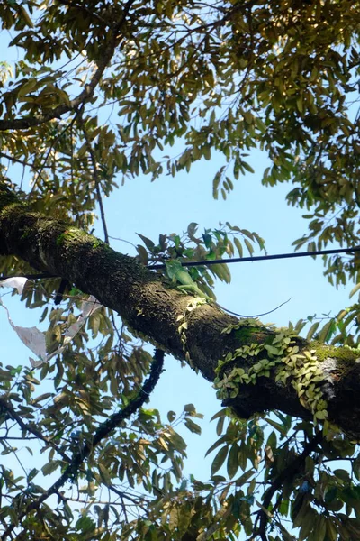 Ein Vogel Wald — Stockfoto