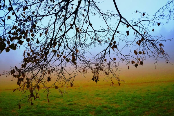 Rami Umidi Giorno Inverno Nebbioso — Foto Stock