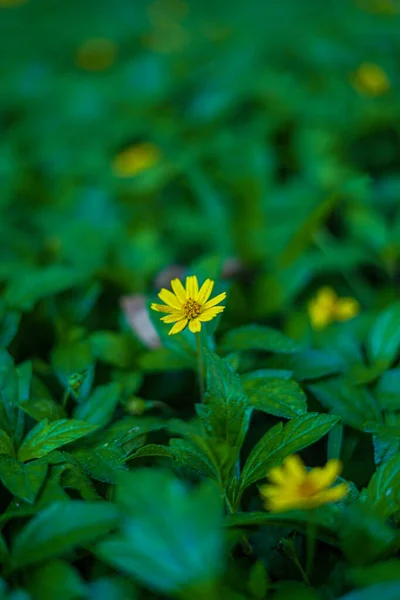 花园里的黄花 — 图库照片