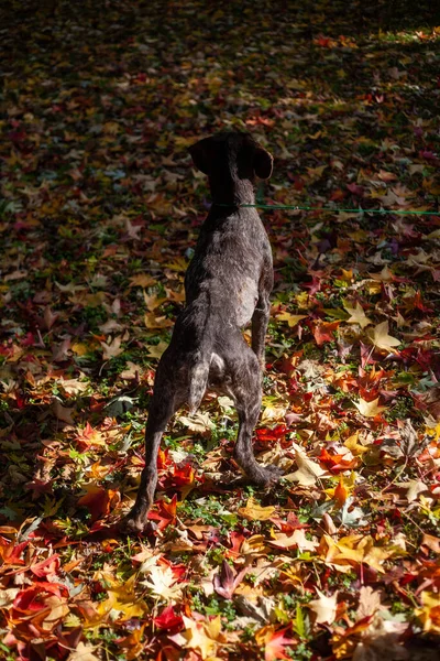 Σκύλος Στο Πάρκο Φθινόπωρο — Φωτογραφία Αρχείου